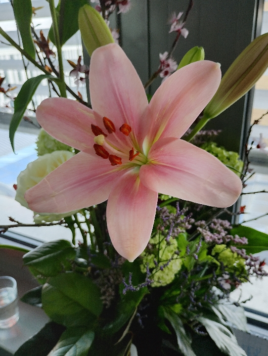 Nahaufnahme einer rosa Lilien-Blüte in voller Pracht.